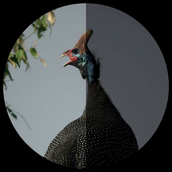 luminosité des jumelles luminosité des jumelles, privilégiez le diamètre